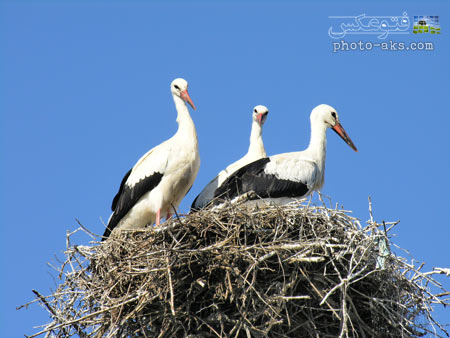 آشیانه لک لک ها stork nest