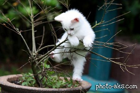 بچه گربه سفید با مزه white funy kitty