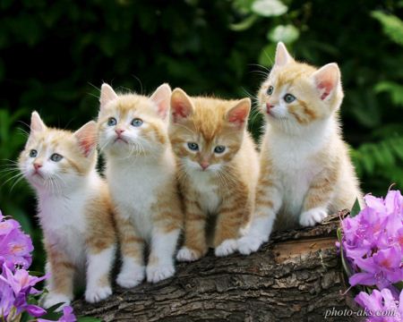 عکس نازترین بچه گربه ها kittens wallpapers