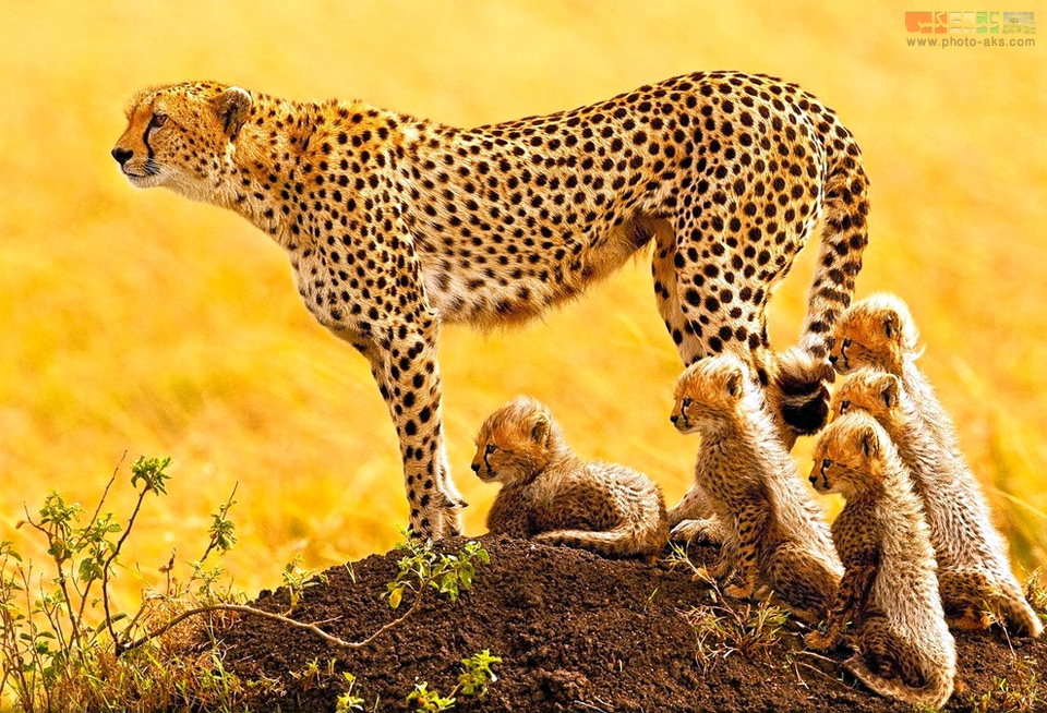 http://pic.photo-aks.com/photo/animals/cat/panther/large/african-cheetah-family.jpg