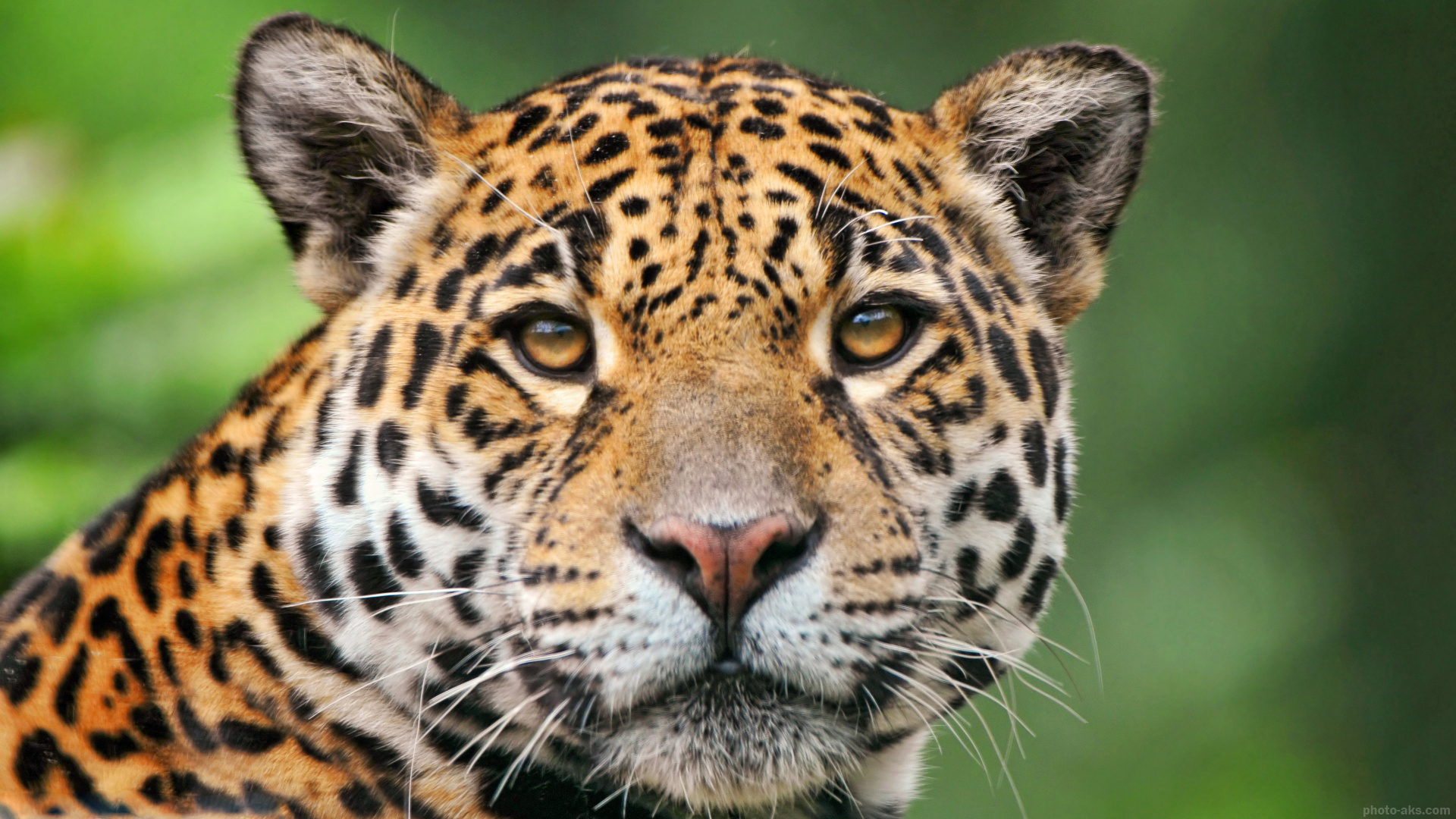 animals-jaguars.jpg