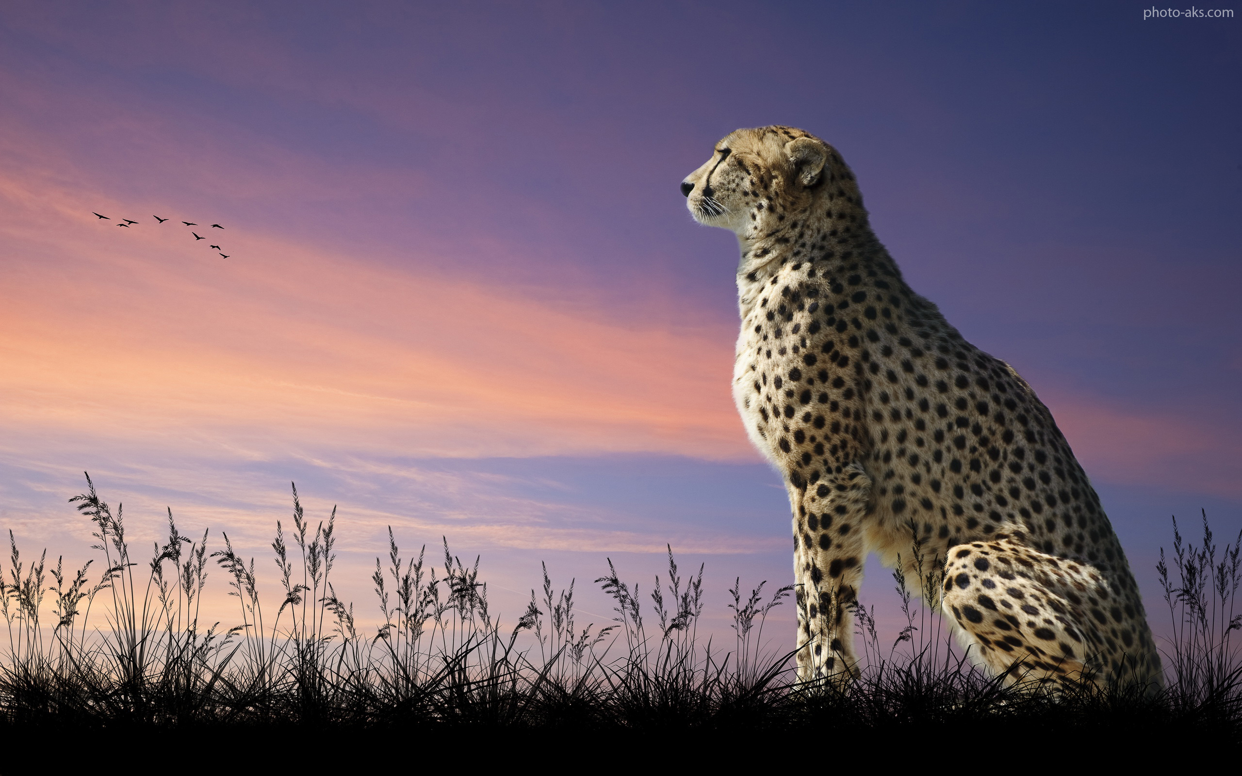 http://pic.photo-aks.com/photo/animals/cat/panther/large/cheetah-animal-wallpaper.jpg