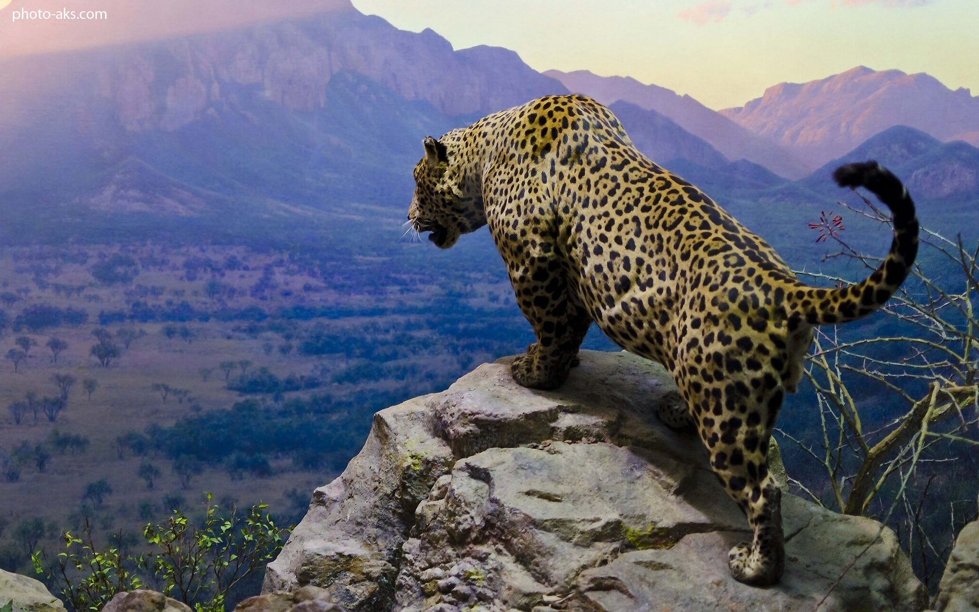 [تصویر: jaguar-mountain.jpg]
