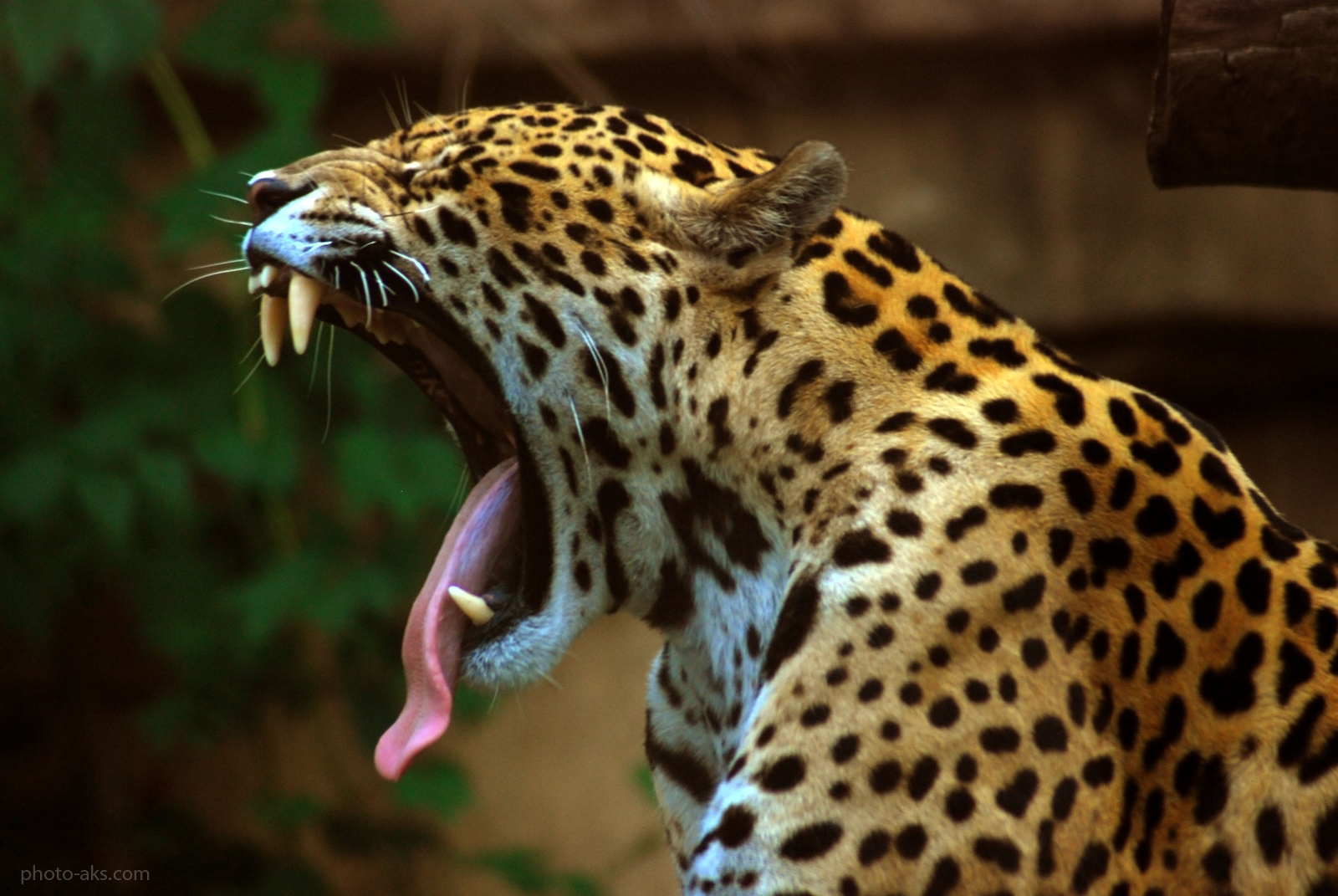 http://pic.photo-aks.com/photo/animals/cat/panther/large/jaguar_at_the_zoo.jpg