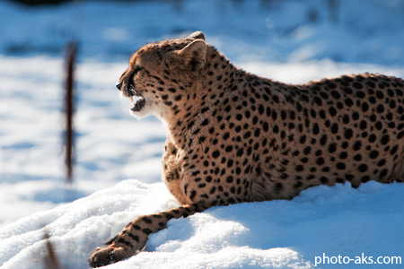 عکس چیتا در برف زمستانی chita in snow