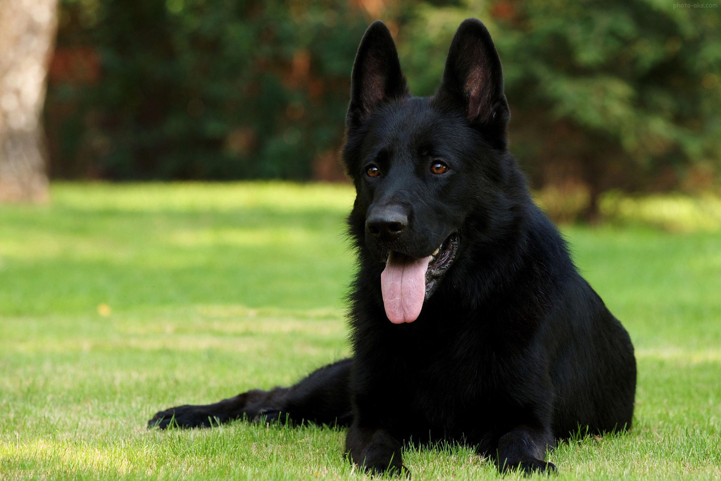 سگ ژرمن سیاه