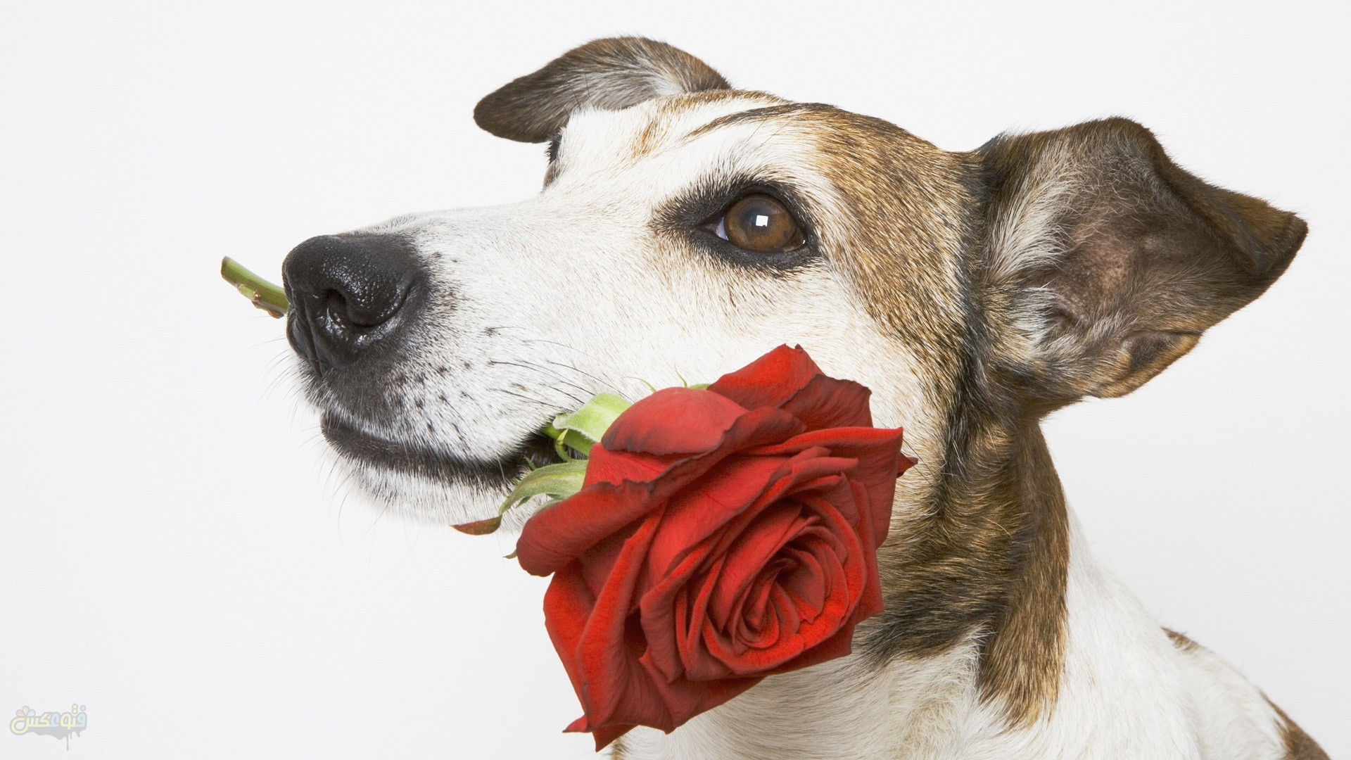 dog-rose-flower.jpg