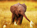 عکس بچه فیل در کنار پرنده ها