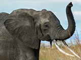 عکس فیل افریقایی با عاج بلند