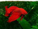 ماهی قرمز آکواریومی