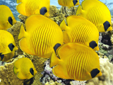 ماهی های زرد آکواریومی