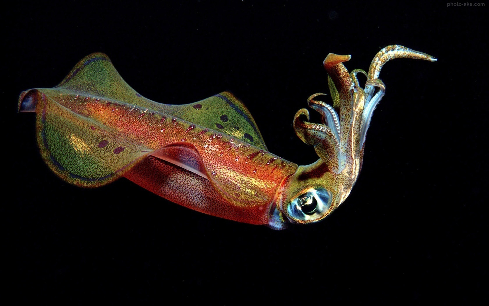 squid_beauty_underwater.jpg