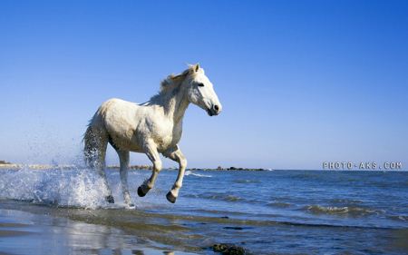 اسب سفید در ساحل White Horse Beach