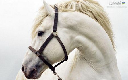 والپیپر سر اسب سفید  white horse head wallpaper