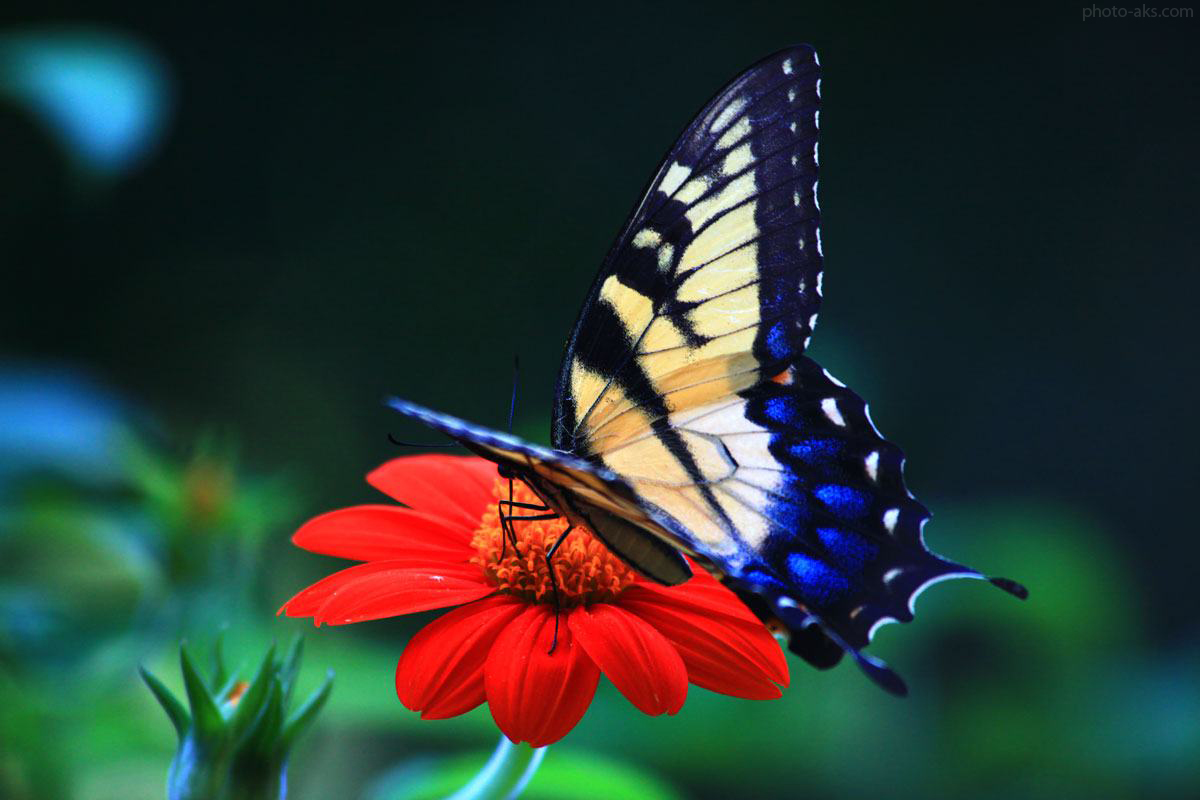 red_flower_butterfly.jpg