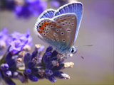 پروانه آبی روی گل آبی