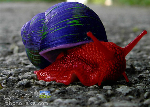 red_colorfull_snail.jpg