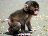 بچه میمون خیلی کوچولو