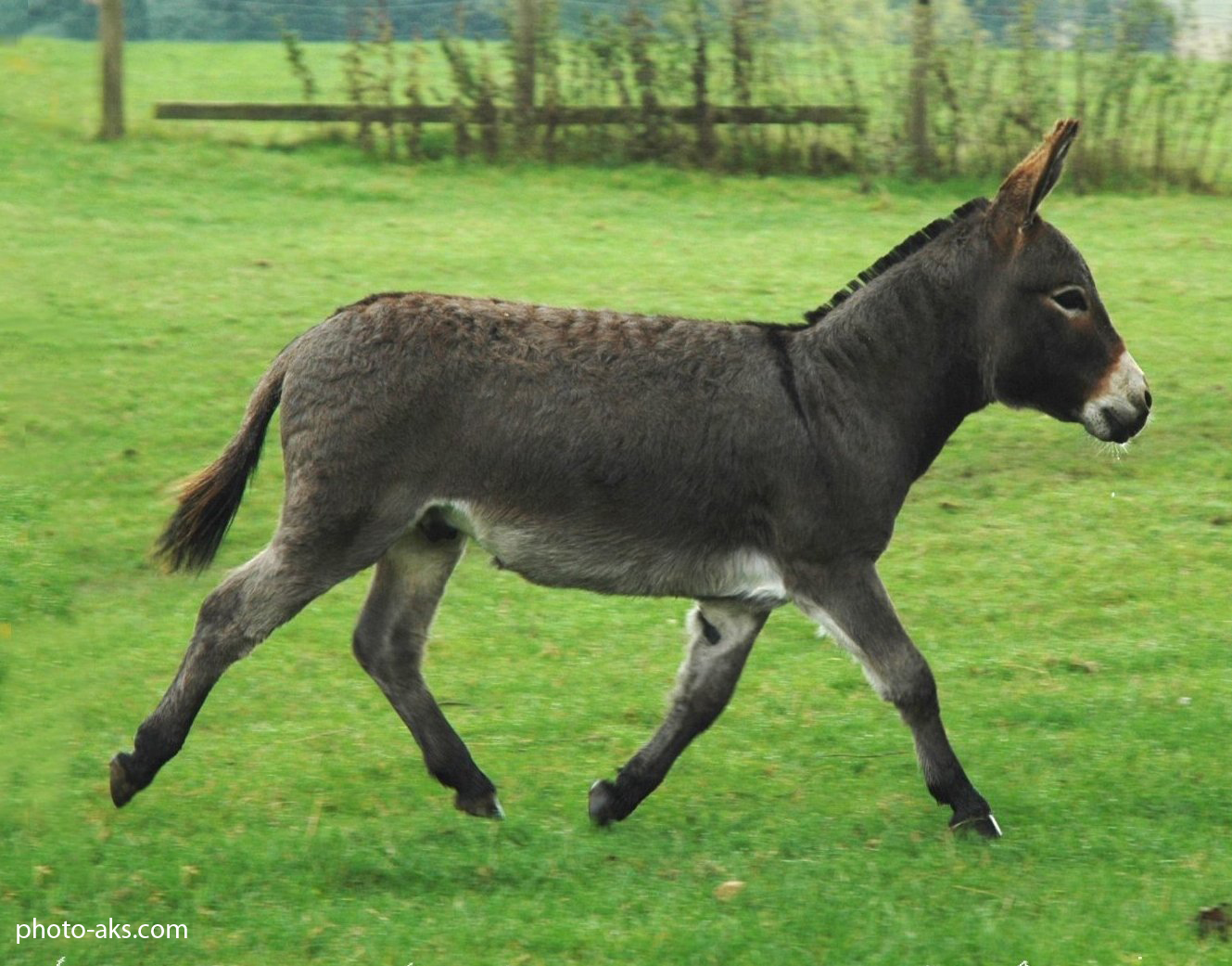 Donkey - wide 5