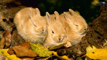 three_cute_rabbits.jpg