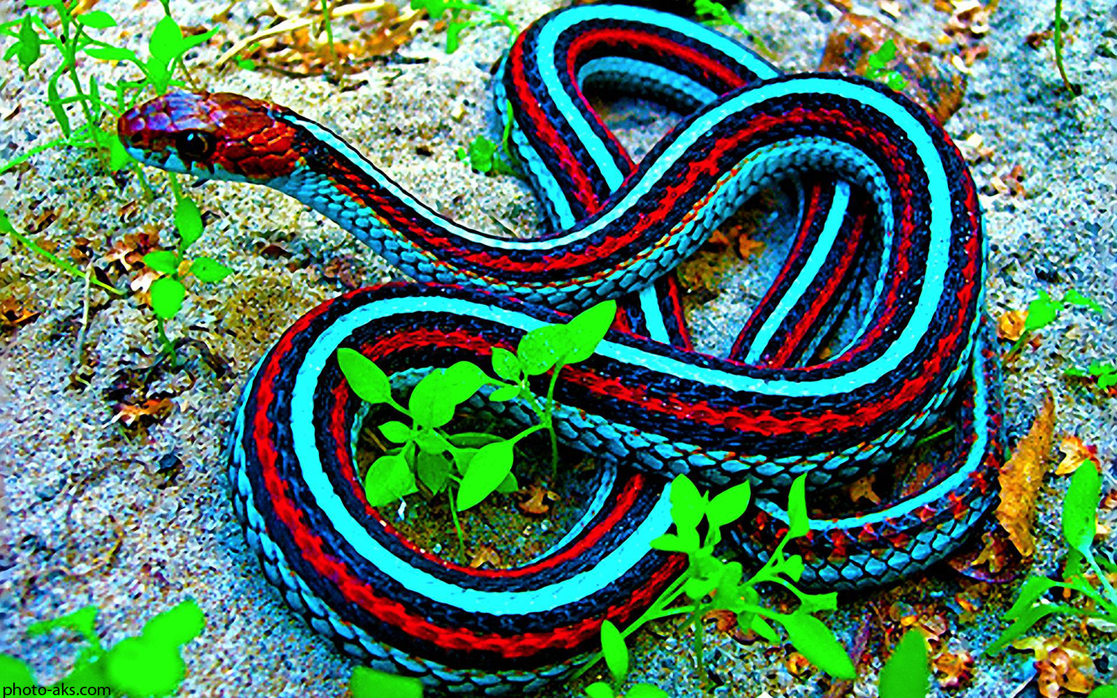 red_and_blue_snake.jpg