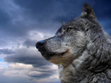 عکس های زیبای گرگ ها