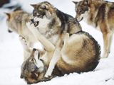 عکس درگیری گرگ های وحشی