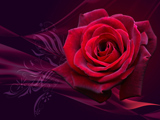پوستر گل رز برای روز ولنتاین