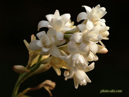عکس گل مریم Tuberose flowers