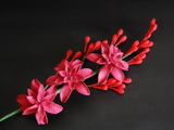 red-pink-tuberose.jpg