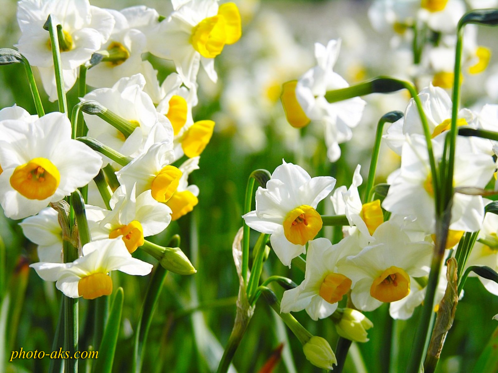 زیباترین گل های نرگس narcissus flowers