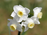 گل نرگس سفید