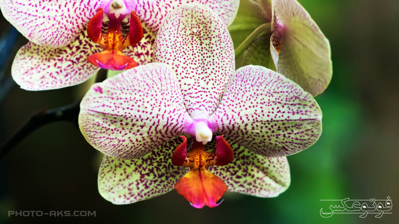 white-and-purple-orchids.jpg