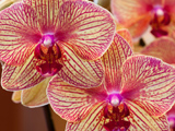 wallpaper-orchid-flower.jpg