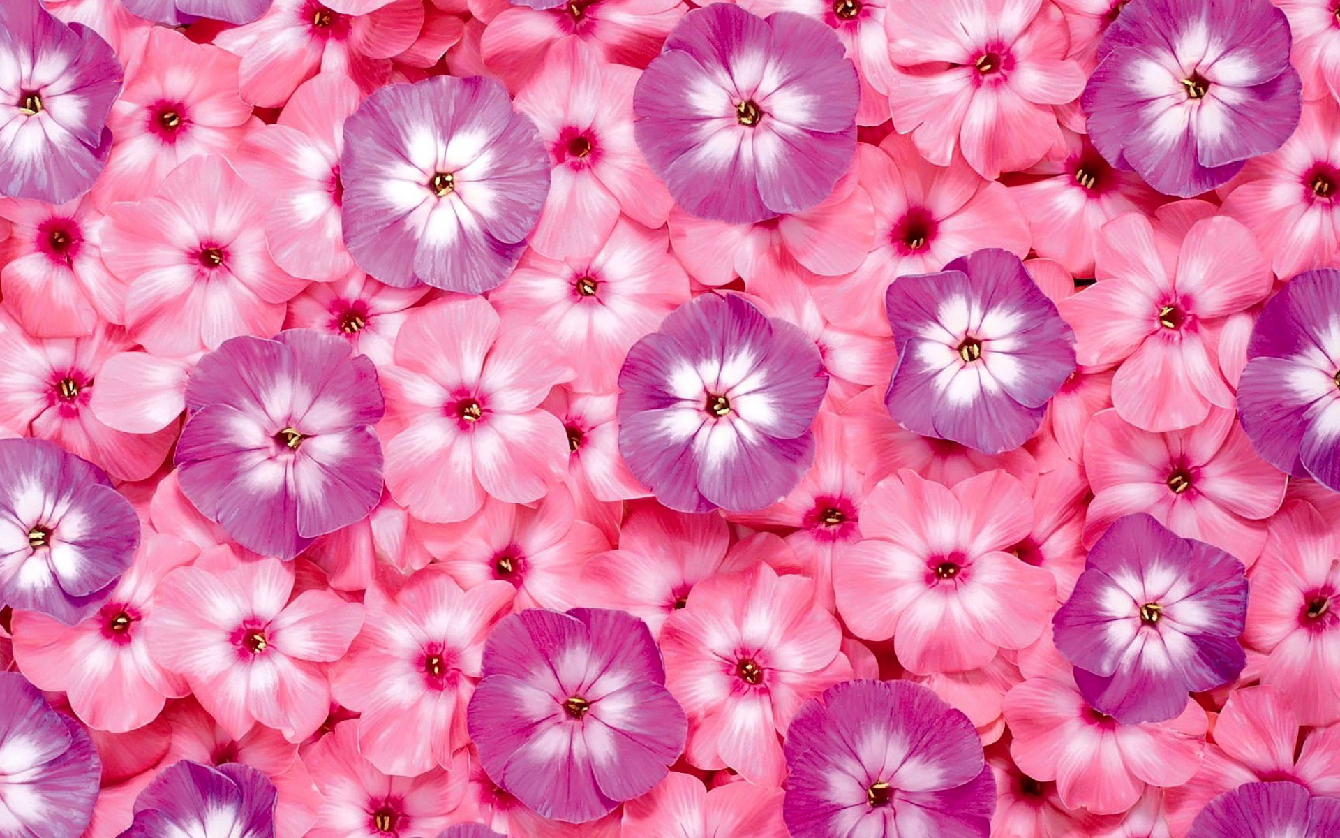 Pink-Flowers-Desktop.jpg