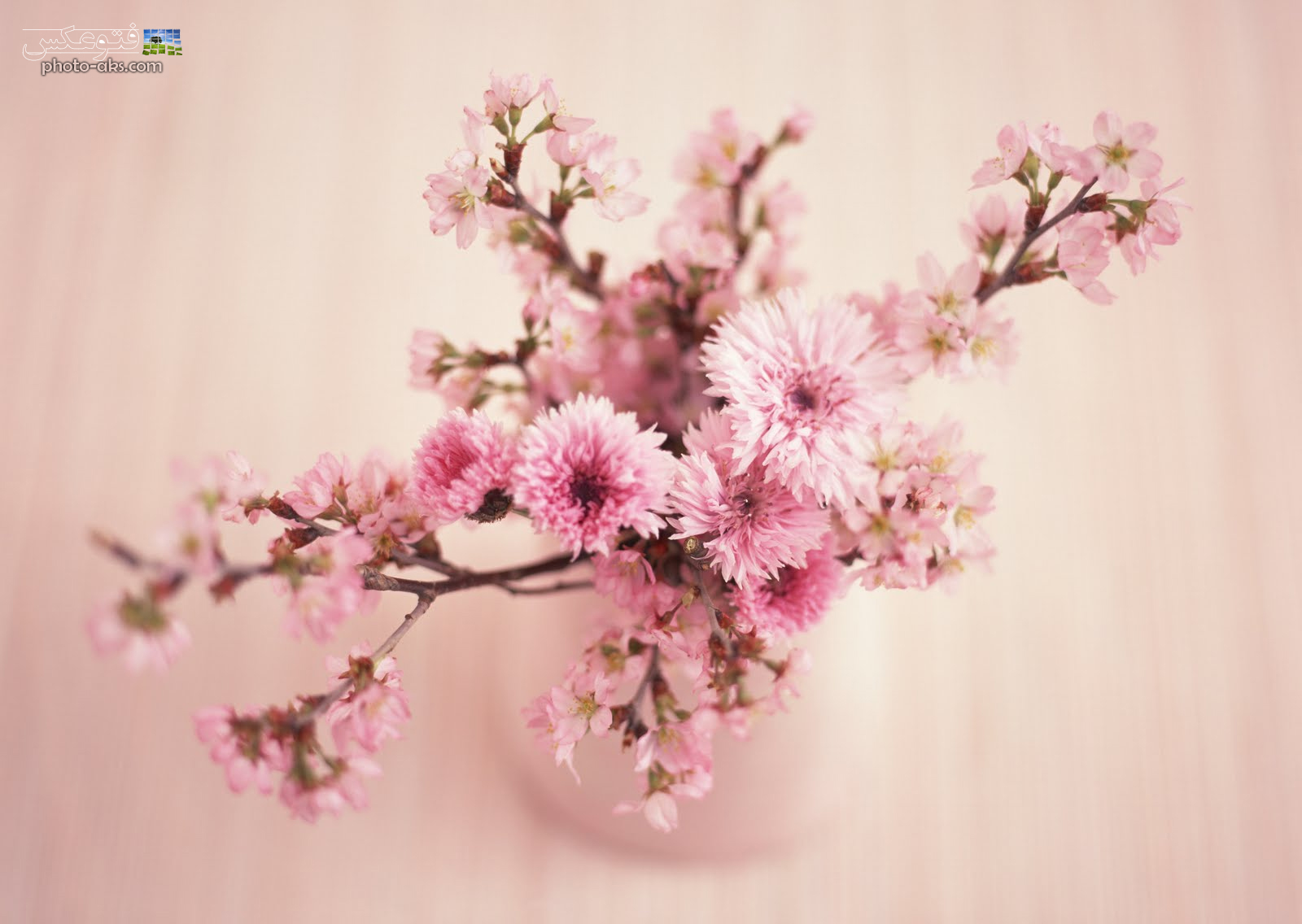 pink_flower_wallpaper.jpg