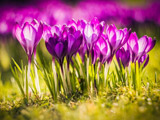 عکس دشت زیبای گلهای زعفران
