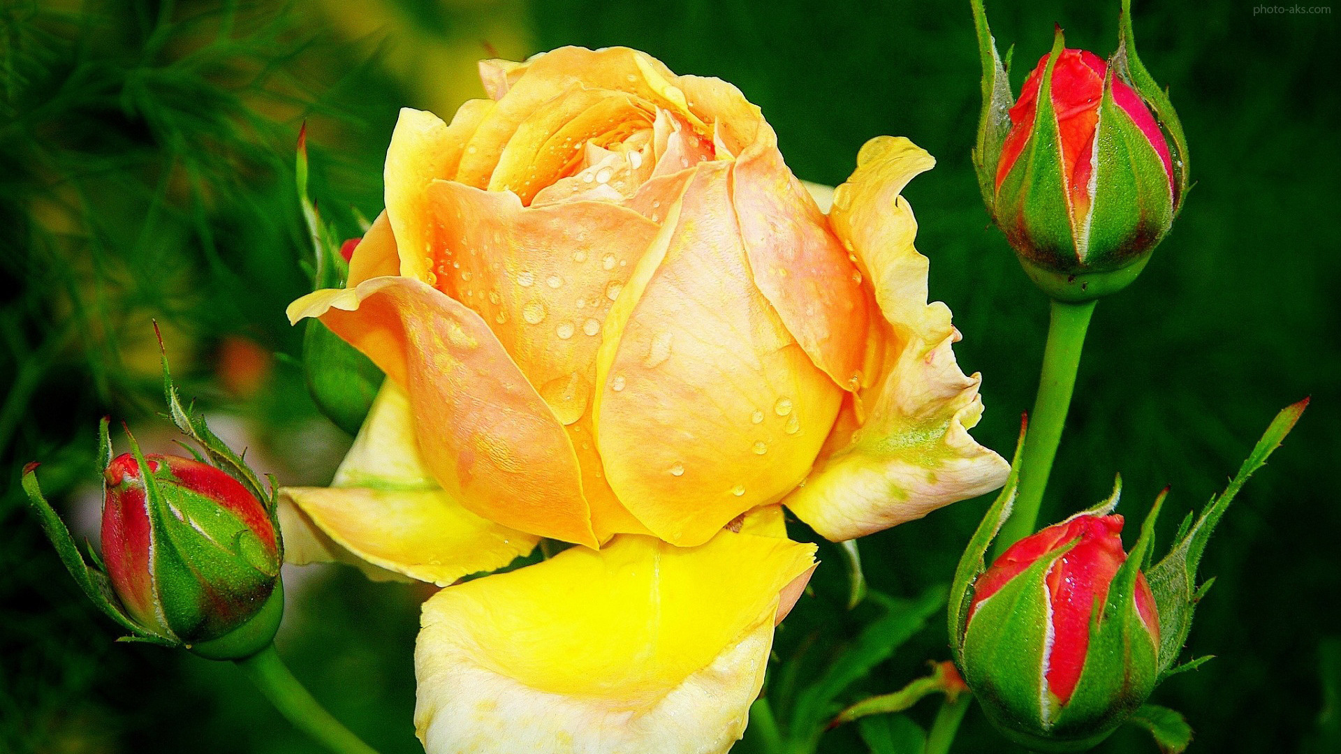 Résultat d’images pour jolies roses fleurs