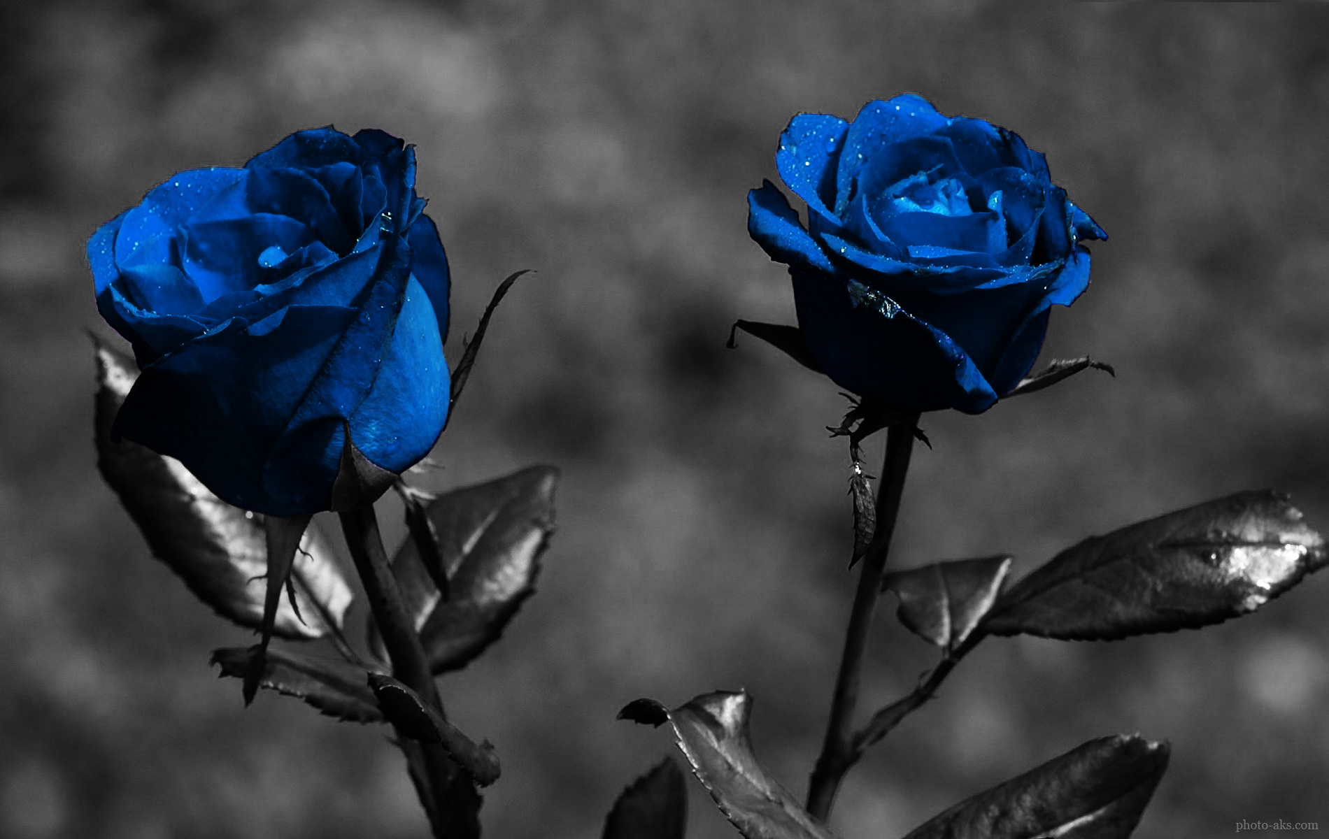 desktop-wallpaper-hd-blue-rose.jpg