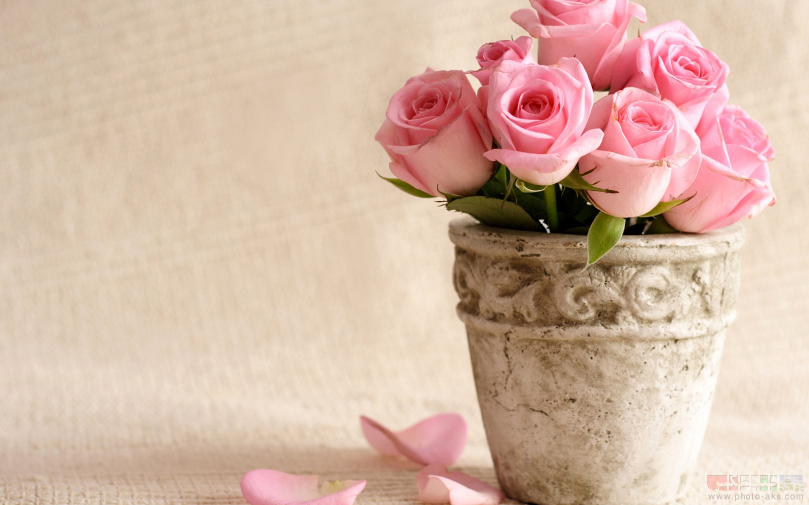 http://pic.photo-aks.com/photo/nature/flowers/rose/large/pink_rose_on_pot.jpg