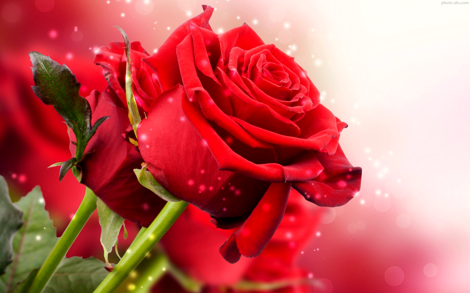 http://pic.photo-aks.com/photo/nature/flowers/rose/large/red_roze_hd_wallpaper.jpg