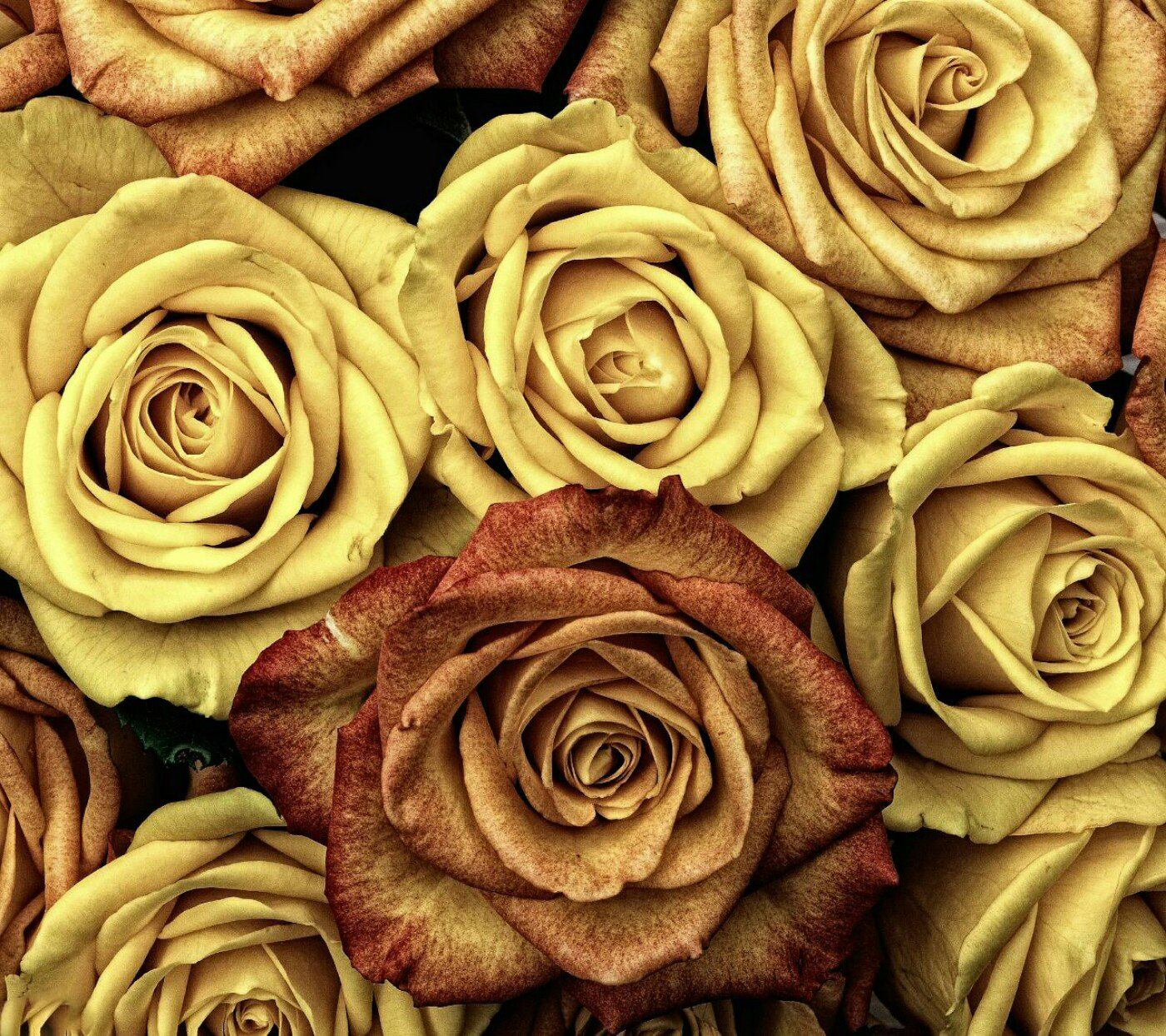 yellow-rose-wallpaper.jpg