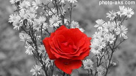 [عکس: Rose-Flower-Black-and-White-Background.jpg]
