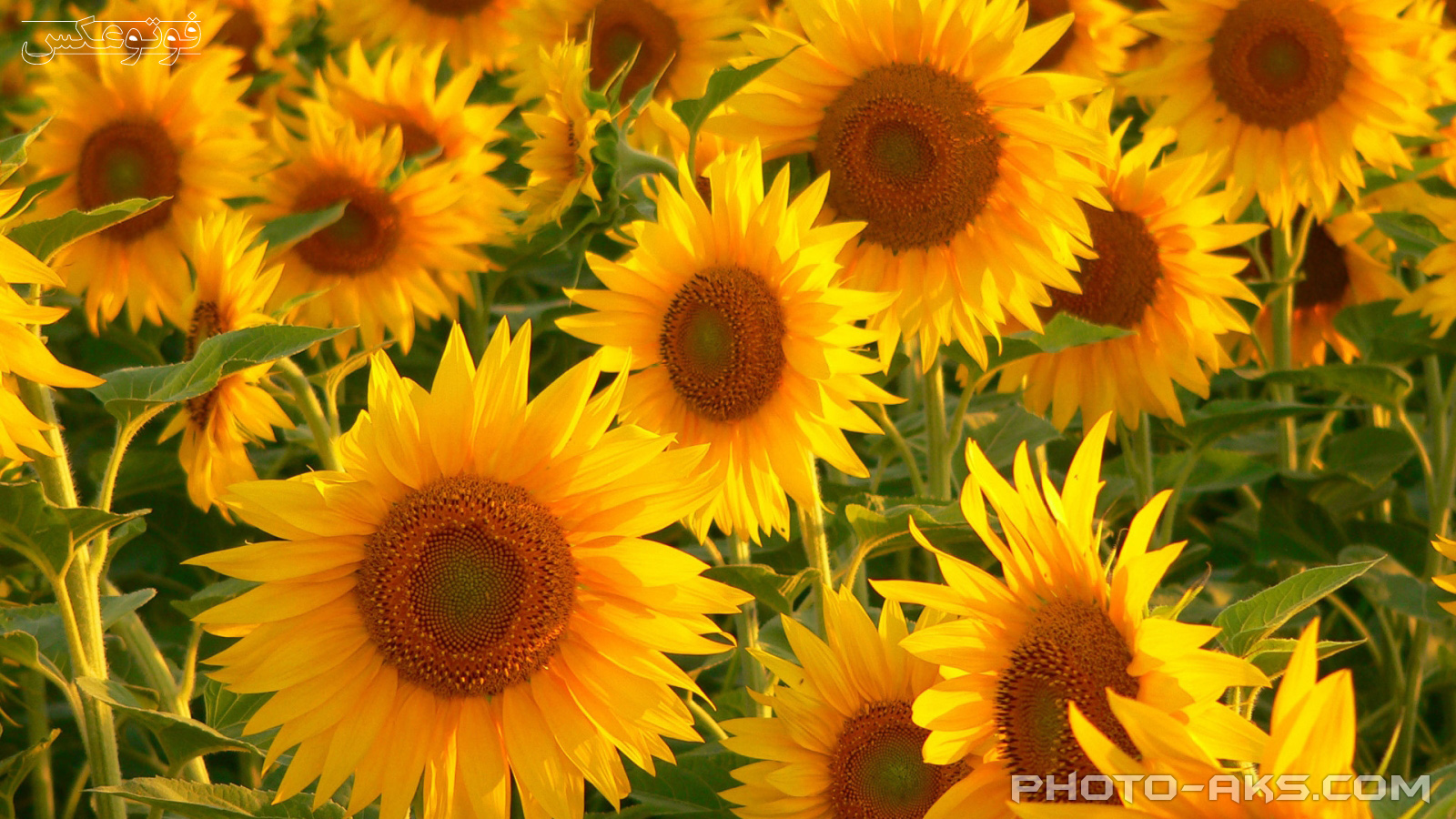 sunflowers-photo-aks.com.jpg