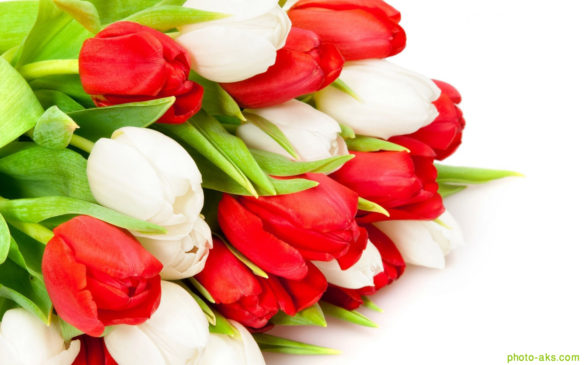 [تصویر:  Red-and-White-Tulips.jpg]