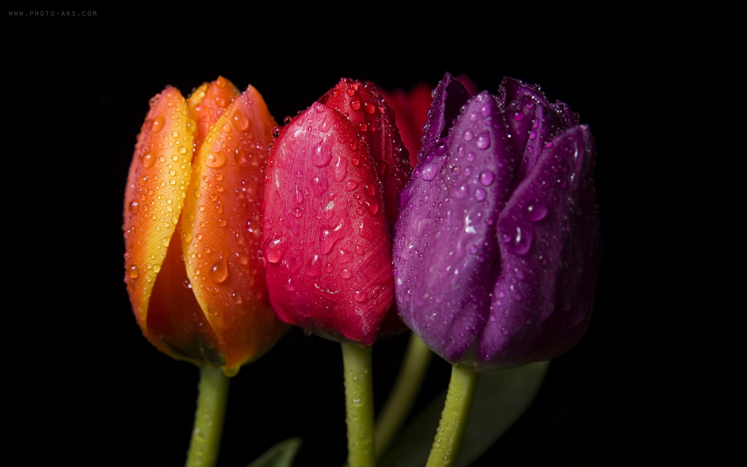 color-dull-tulipe.jpg