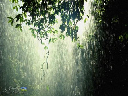 عکس باران در جنگل rain in forest