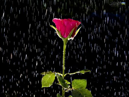 شاخه گل رز زیر باران shakhe gole roz zir baran