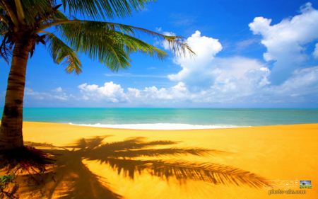 منظره زیبای نخل و ساحل  tree in beach