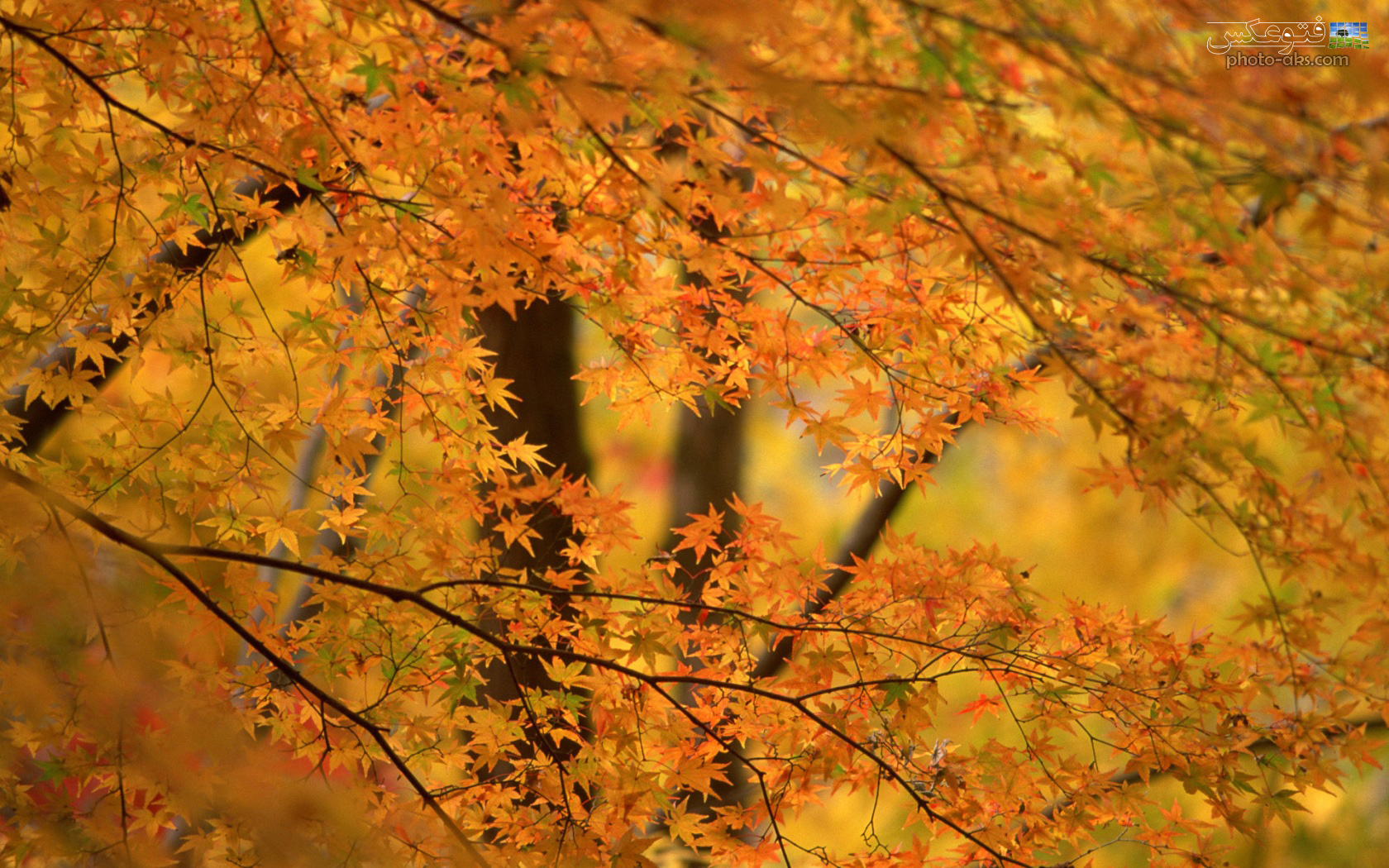 Yellow-Leaves-pic.jpg